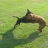 Samen met haar maatje, Rocky.