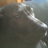 Foto van audi the dog