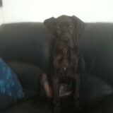 Foto van audi the dog