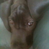 Foto van audi the dog