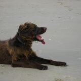 Tiësto aan zee in de Panne