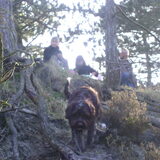 fester in het bos