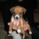Jentley (Beau) -gereserveerd-