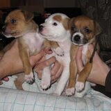 v.l.n.r: Jindey, Jasley en Jentley (Beau)