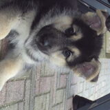 als puppy lief hè:D