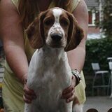 Ollie met 4 maanden, net voor het eerst getrimd :)