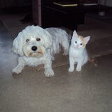samen poseren