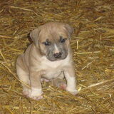 puppie djena(L)