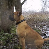 Dit is onze Lionheart Angel... zij was onze éérste Boerboel, en…