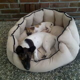 Onze nieuwe mand