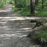 Foto van rosanne