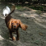 Foto van rosanne