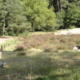 Foto van rosanne