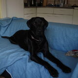 Foto van gj rocky labradors