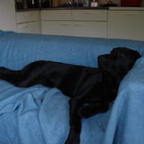 Foto van gj rocky labradors