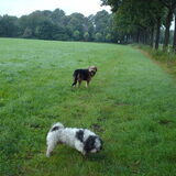 Foto van liesbeth,Turbo,Luna, Levi en Faith