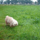 Foto van liesbeth,Turbo,Luna, Levi en Faith