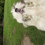 Dit is Chica...mn reddende engeltje...