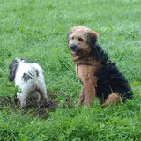 Foto van liesbeth,Turbo,Luna, Levi en Faith