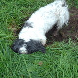 turbo's grootste hobby graven