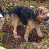 Foto van liesbeth,Turbo,Luna, Levi en Faith