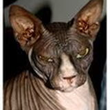 Onze Skinner