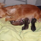 Olly met haar kroost