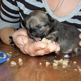 Bella 4 weekjes en zelf eten, Yummie