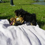 Zoëy en Bella de pup van m´n vriendin