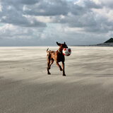 Mooie hond
