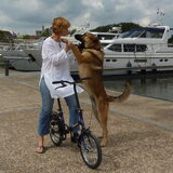 even groot als de bazin