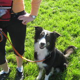 DogEvent 2010