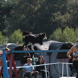 DogEvent 2010
