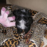 Daisy (8 weken oud)
