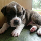 Dit is onze nieuwe aanwinst Deejay. Het is een amerikaanse Bulldog een…