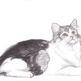 Een tekening van een Maine Coon kat door mij