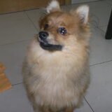 Frodo 8 maand