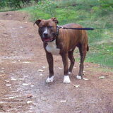 Bruno in het bos