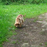 los in het bos