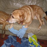 Foto van audi the dog