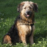 Foto van liesbeth,Turbo,Luna, Levi en Faith