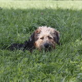 Foto van liesbeth,Turbo,Luna, Levi en Faith