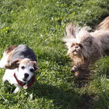 Foto van liesbeth,Turbo,Luna, Levi en Faith