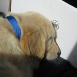 lief ben ik he !
