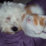 samen slapen