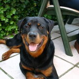 Daiko de enige zingende rottweiler vh land :-)