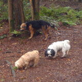 Foto van liesbeth,Turbo,Luna, Levi en Faith