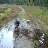 Foto van liesbeth,Turbo,Luna, Levi en Faith