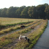 Foto van liesbeth,Turbo,Luna, Levi en Faith