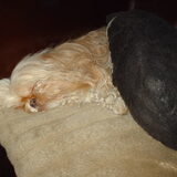 Foto van liesbeth,Turbo,Luna, Levi en Faith